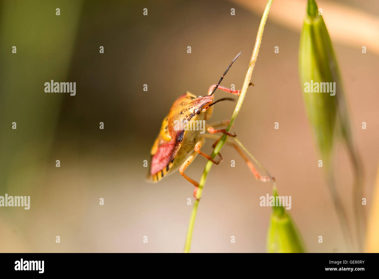 Bouclier coloré bug shot close up. Bug dans l'accent avec des origines floues. Très coloré et lumineux photo tourné en été, avec beaucoup de lumière. Banque D'Images