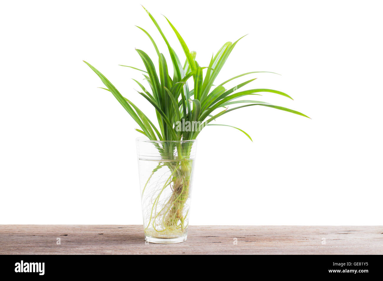 60 Graines De Pandanus Vert – Graines De Plante Pandan Faciles à Cultiver, Idéal Jardin Intérieur Extérieur, Parfum Naturel Cuisine Asiatique