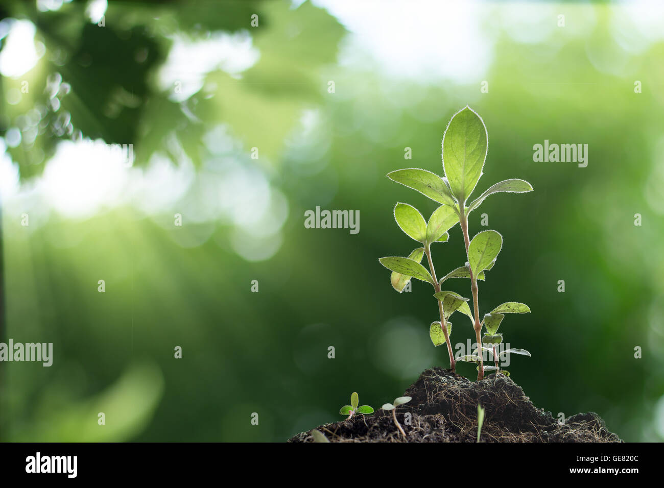 Jeune plante de plus en plus avec le lever du soleil dans l'arrière-plan des forêts Banque D'Images