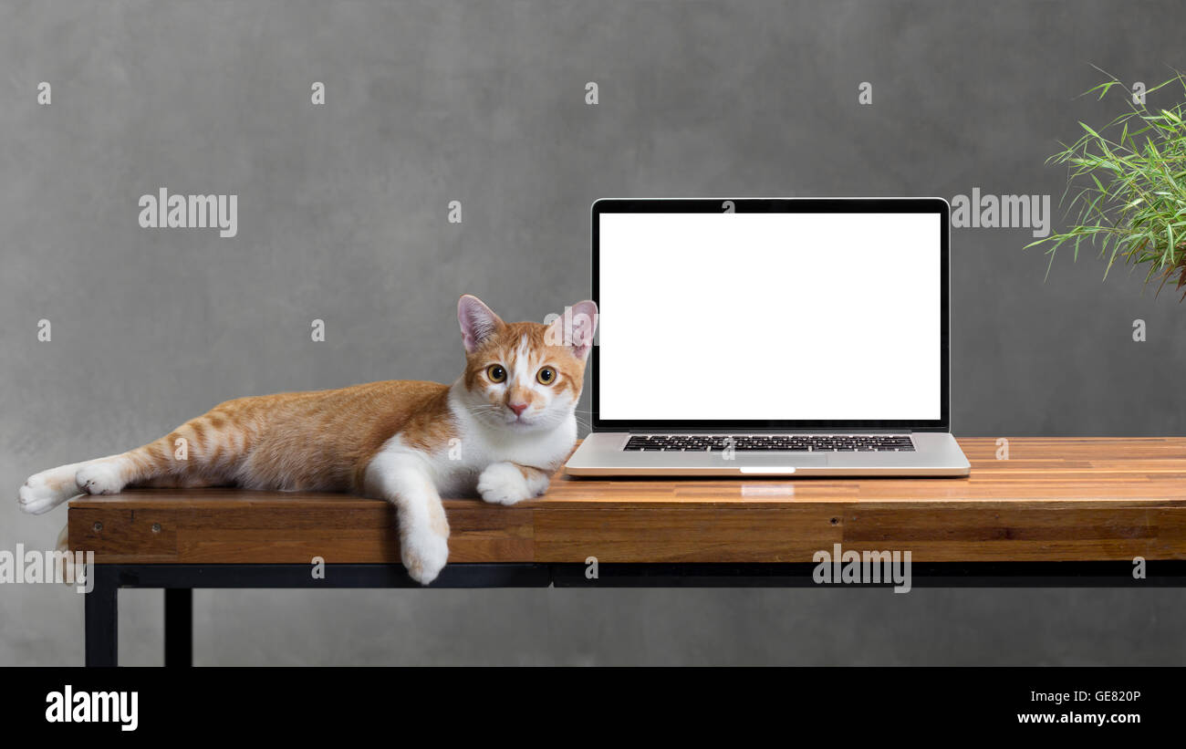 Chat assis avec un ordinateur portable sur une table en bois blanc isolated on white Banque D'Images