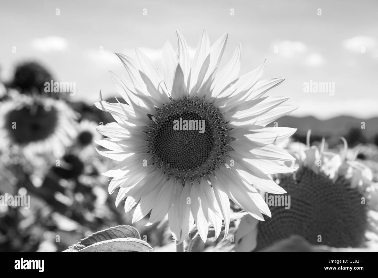 Champ de tournesols en été noir et blanc, Italie Umbria Banque D'Images