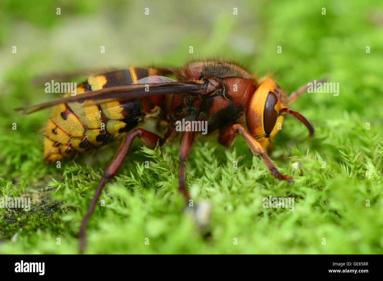 Hornet Banque D'Images