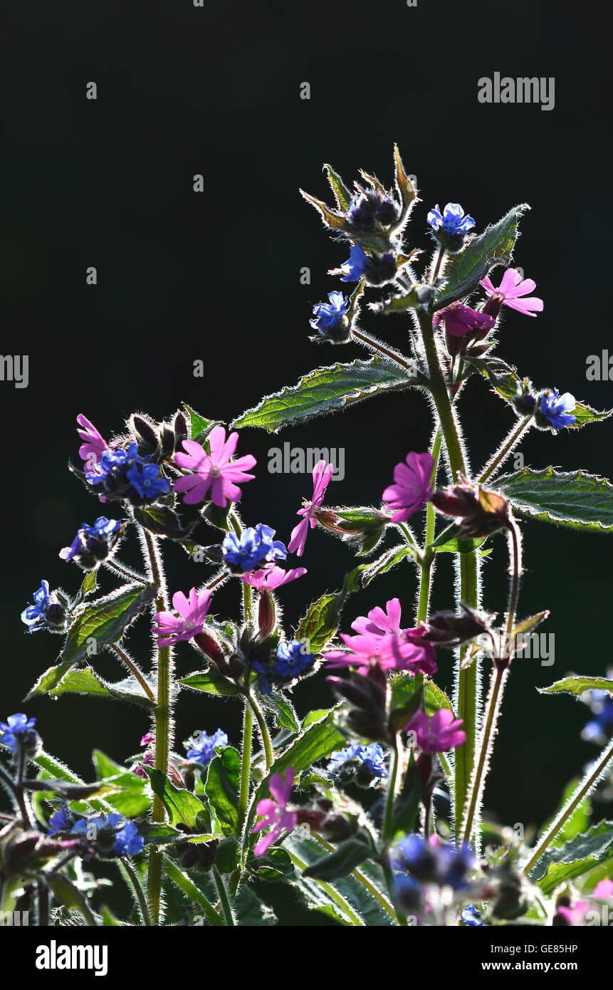 Orcanette et red campion Banque D'Images