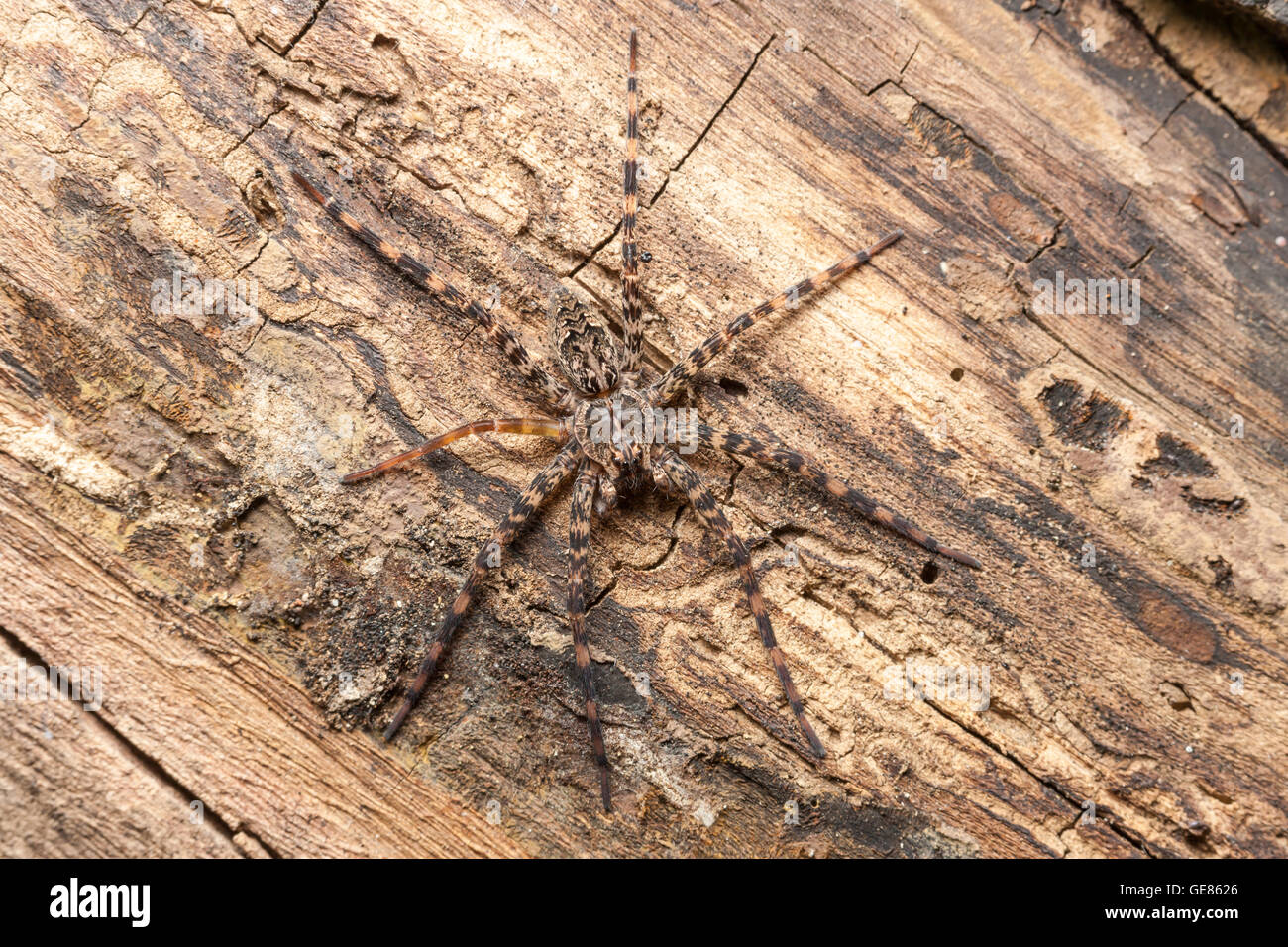 Une araignée Dolomedes tenebrosus (Pêche) attend une proie sur le côté d'un arbre mort tombé. Banque D'Images