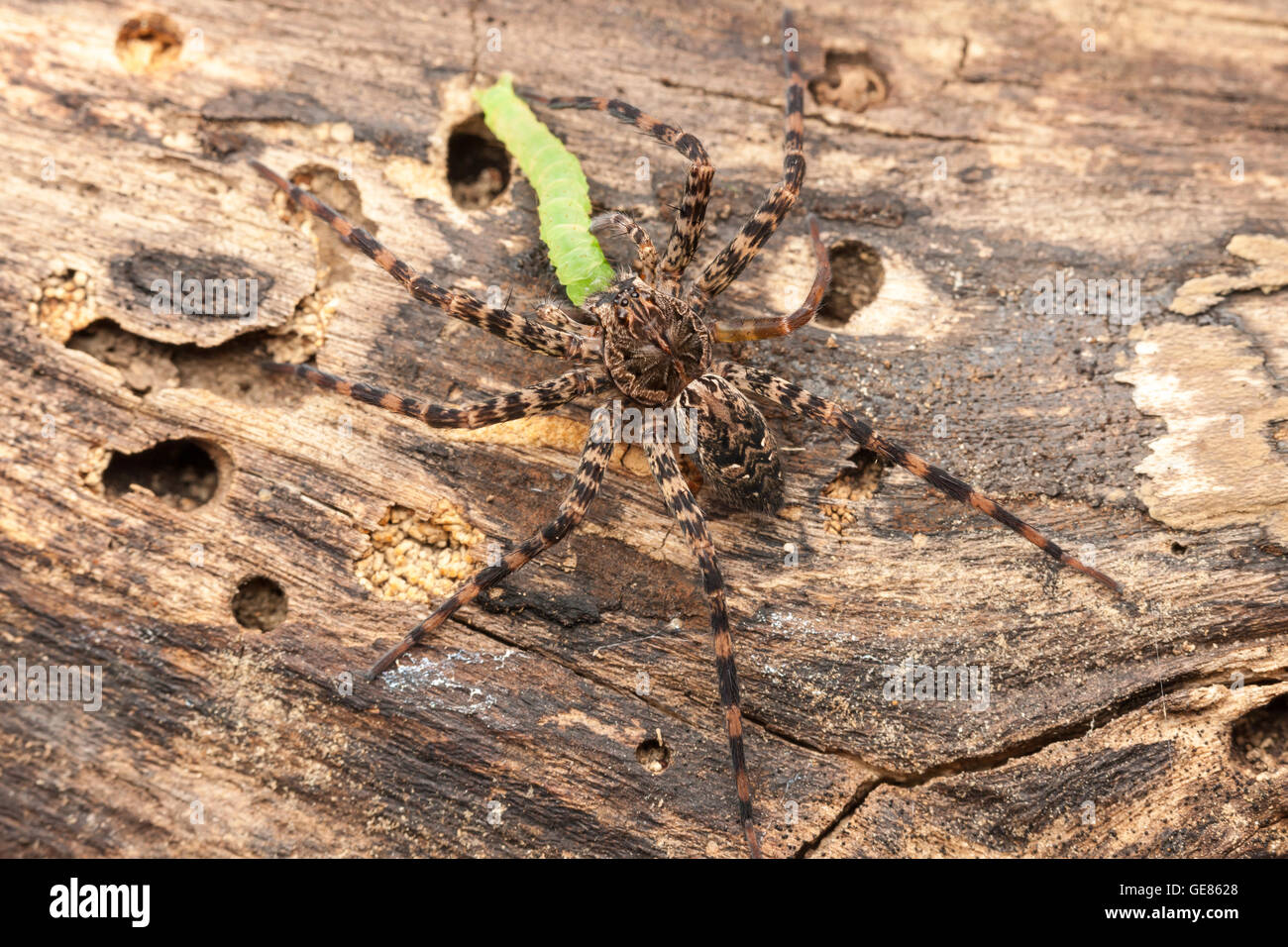 Une araignée Dolomedes tenebrosus (Pêche) détient sur un caterpillar capturés sur le côté d'un arbre mort tombé. Banque D'Images
