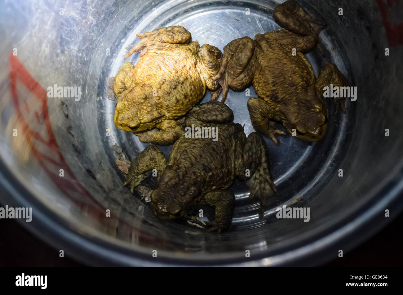 Wien, Vienne : les crapauds commun (Bufo bufo) , recueillies par les défenseurs des droits des animaux dans un seau pour l'amener à travers une route très fréquentée, Aust Banque D'Images