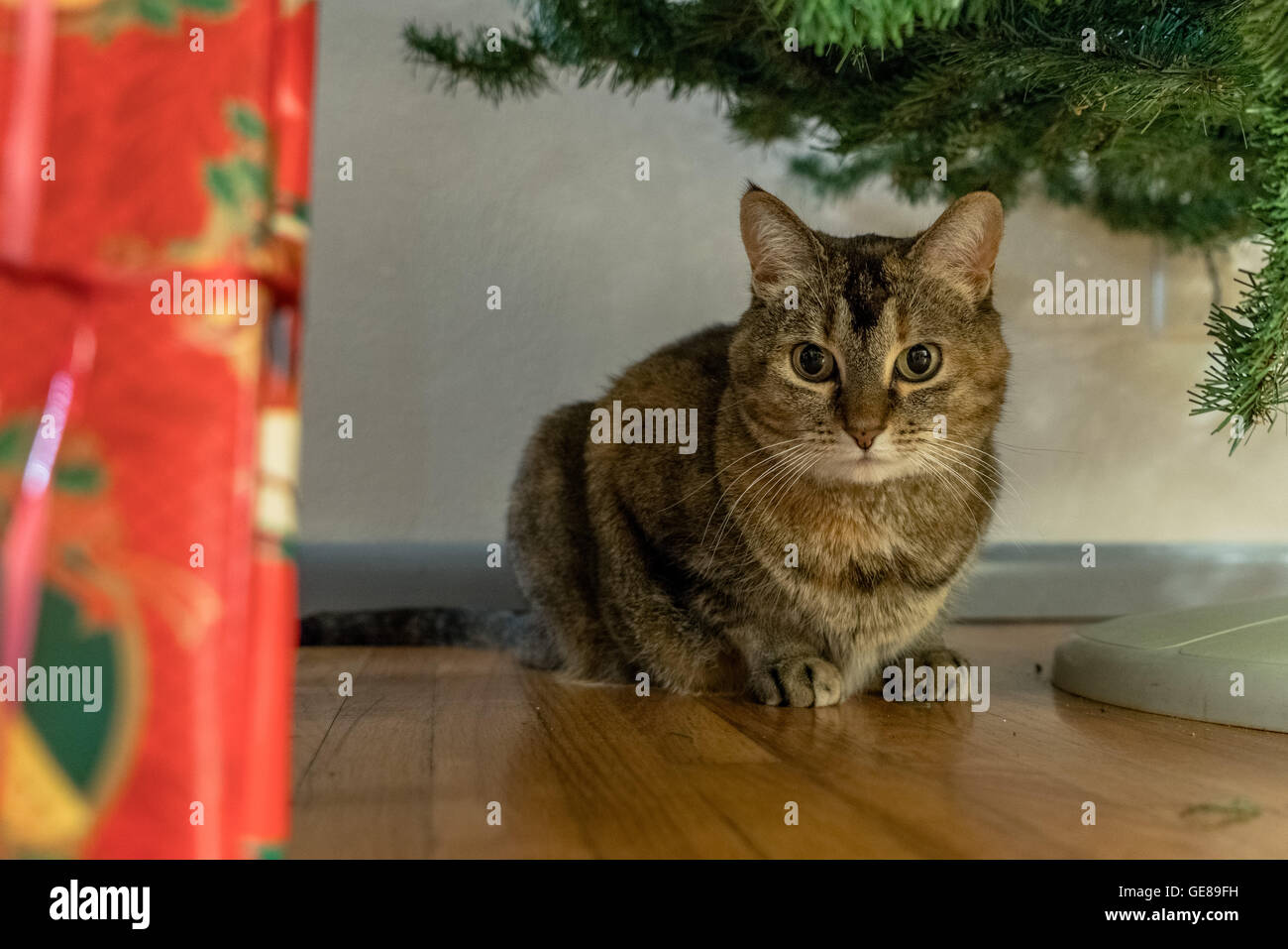 Chat de Noël présent protège Banque D'Images