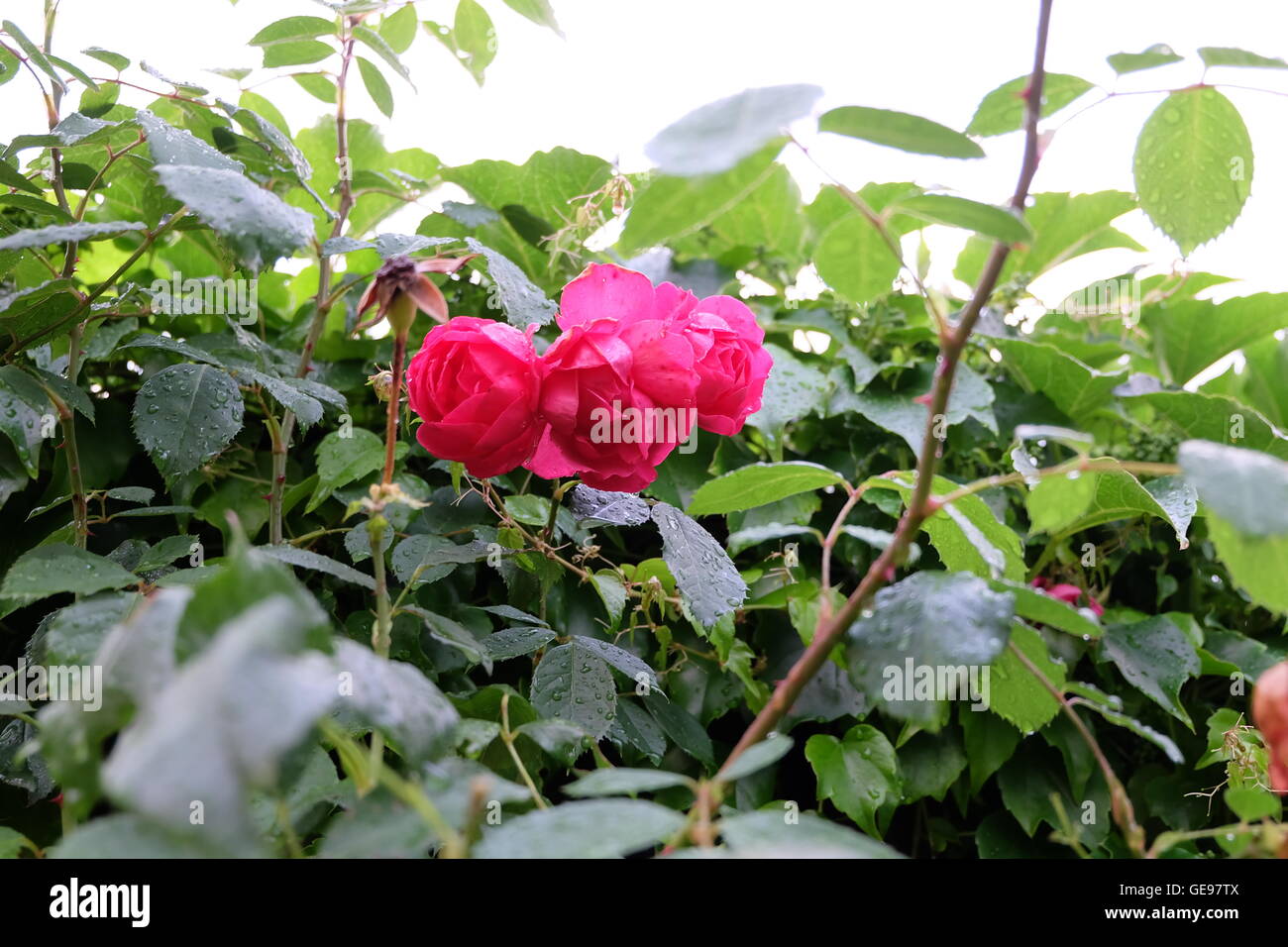 Pluie de roses art nature color Banque D'Images