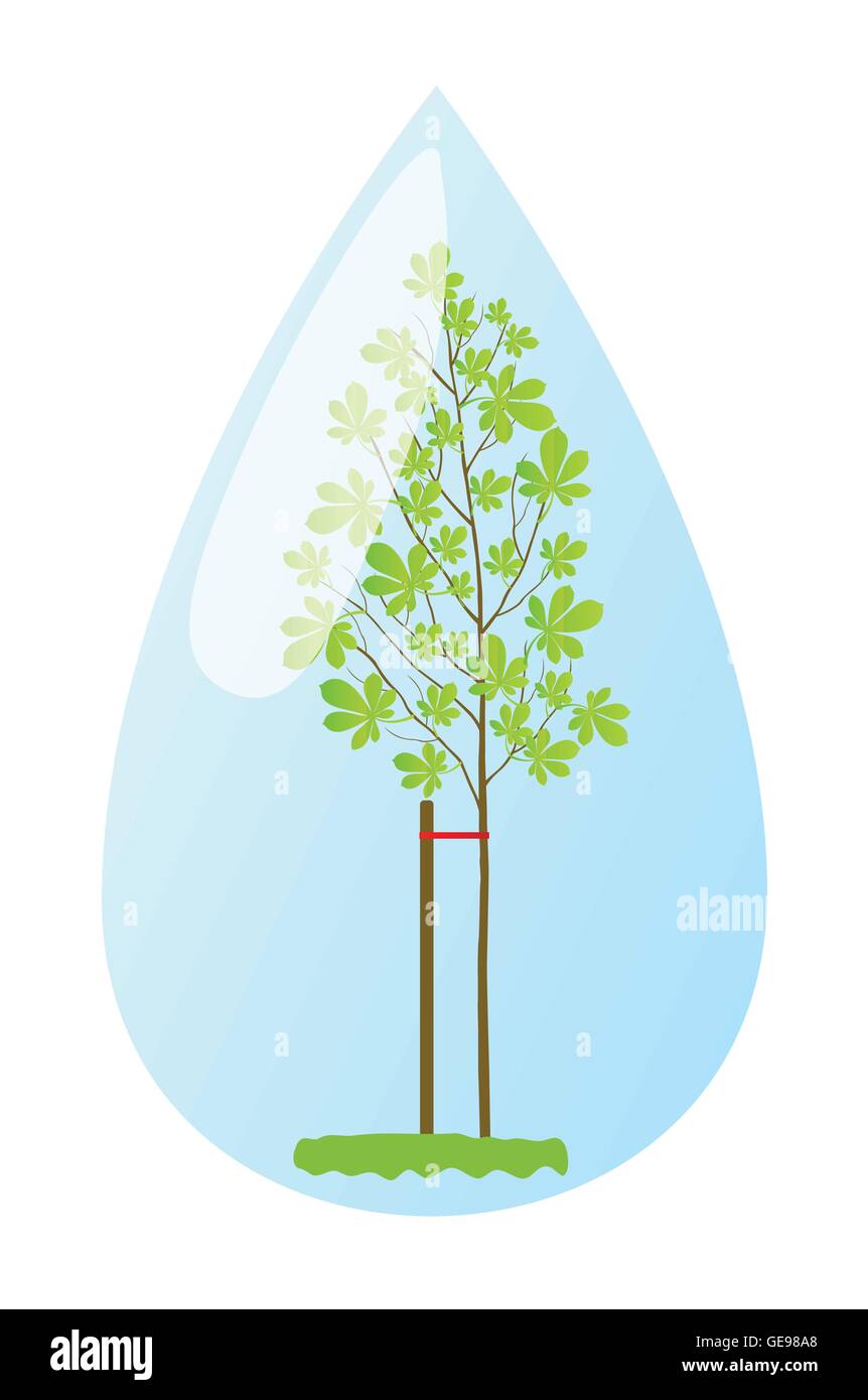 Jeune plante châtaignier en goutte d'eau fond vector ecology concept Illustration de Vecteur