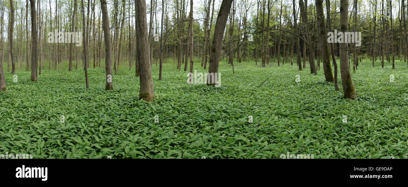 L'ail sauvage fraîche au printemps dans la forêt Banque D'Images