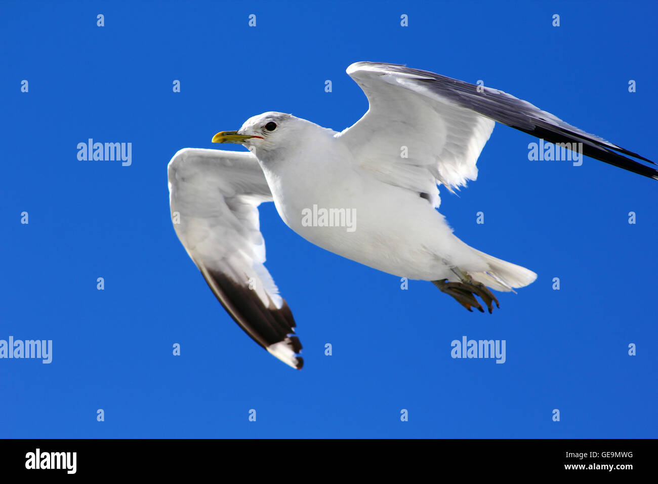 Loiseau Vole Dans Le Ciel Bleu Banque Dimages Photo Stock