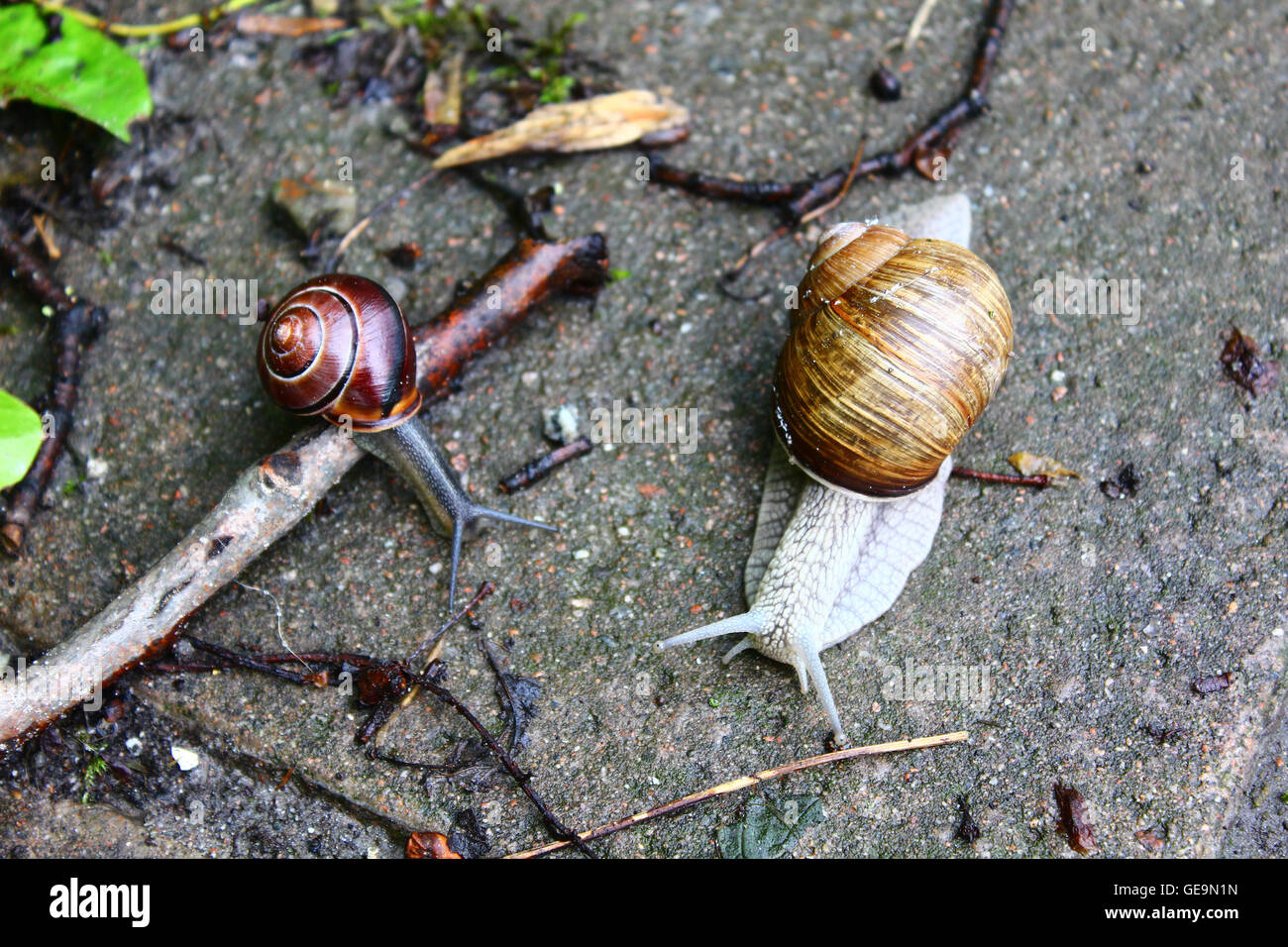 Escargot blanc Banque de photographies et d’images à haute résolution — free download