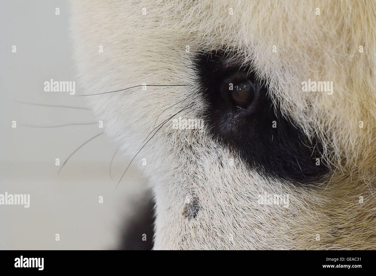 (160724) -- BEIJING, 24 juillet 2016 (Xinhua) -- Photo prise le 15 juillet 2016 montre de panda Yuanyuan à la base de Dujiangyan Chine Conservation and Research Center for the Giant Panda dans le sud-ouest de la province chinoise du Sichuan. Il y a huit pandas géants avec un âge au-dessus de 20 vivant à la base de Dujiangyan. Pour l'âge réel de panda géant est égal à quatre fois de celle des êtres humains, de sorte que l'âge de 20 ans est l'équivalent de 100 ans chez l'homme. La base de Dujiangyan, qui entreprend les travaux de contrôle et de prévention des maladies pour les pandas, agit également comme une maison de soins infirmiers pour personnes âgées pandas. (Ha Nhi Banque D'Images