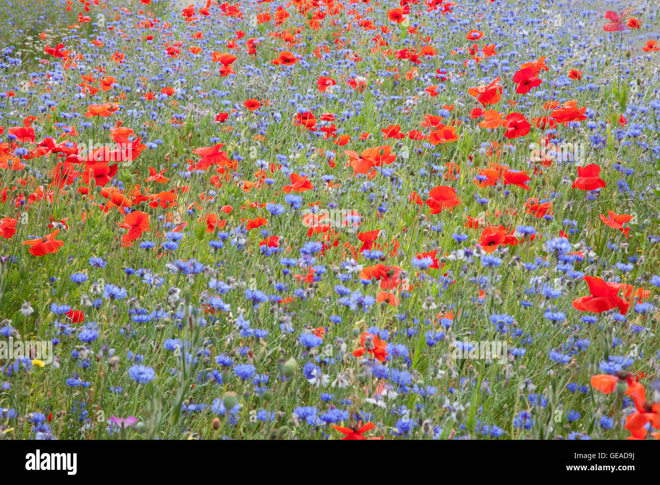 Sandford, Wareham, Dorset, UK. 24 juillet 2016. où l'wildflowers font partie d'une initiative d'essai Framework pour fournir un habitat attrayant pour les papillons et les insectes, tout en fin de compte également aider à réduire les coûts d'assistance routière de la tonte. Credit : Eva Worobiec/Alamy Live News Banque D'Images