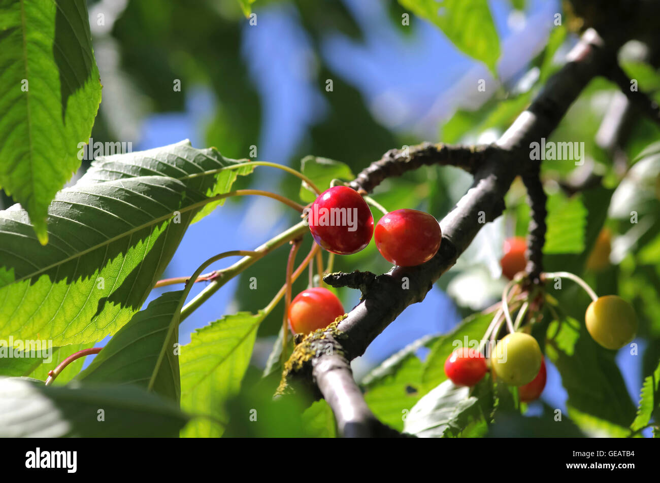 Cerises, mûres et verts Banque D'Images