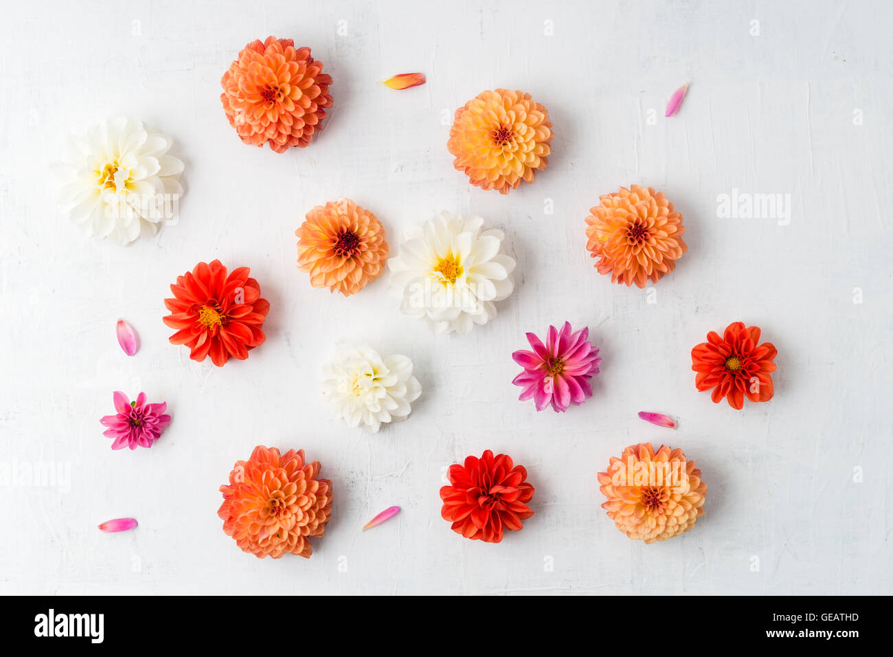 Différentes fleurs de dahlias sur fond blanc Banque D'Images