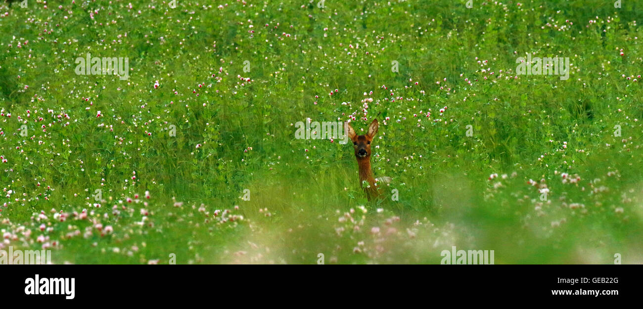 Superbe photo d'un Roe doe, une femelle chevreuil dans un champ de fleurs de pois et l'orge. Cette plante est cultivée pour l'alimentation des bovins Banque D'Images