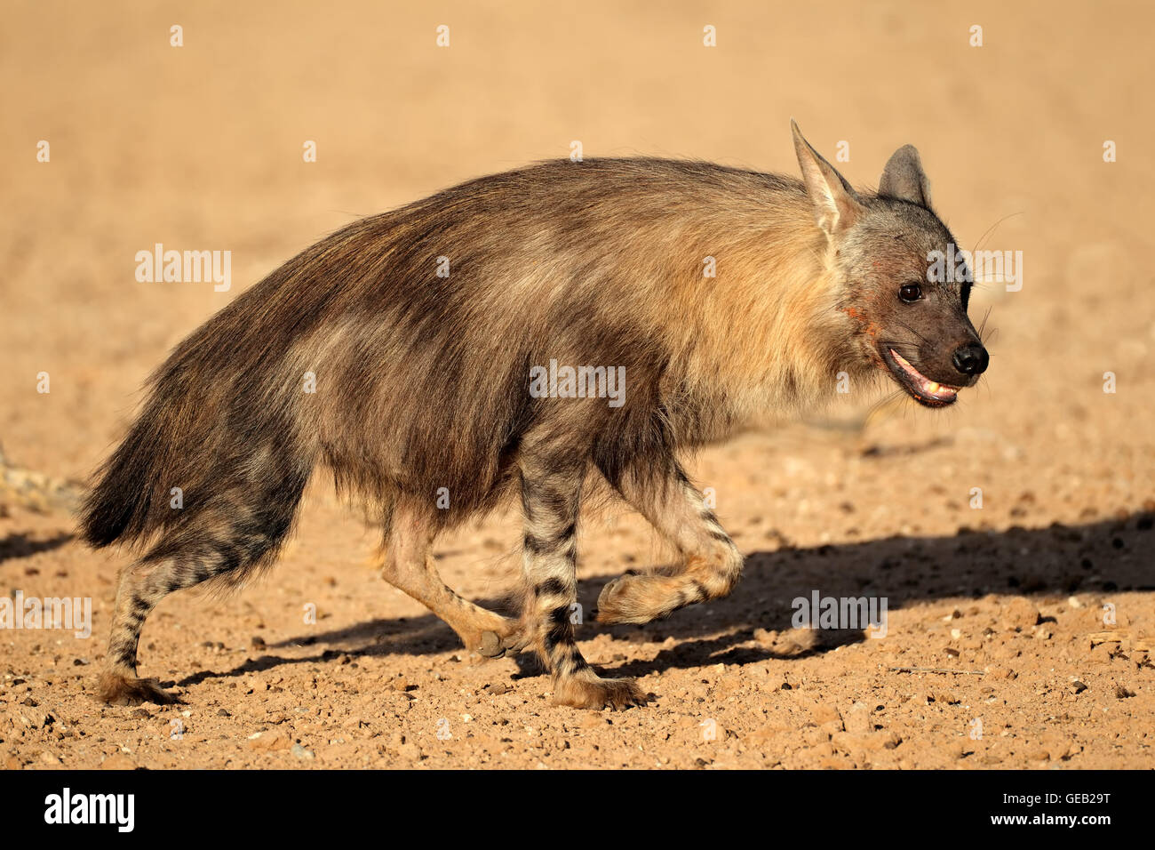 Alert hyène brune (Hyaena brunnea), désert du Kalahari, Afrique du Sud Banque D'Images