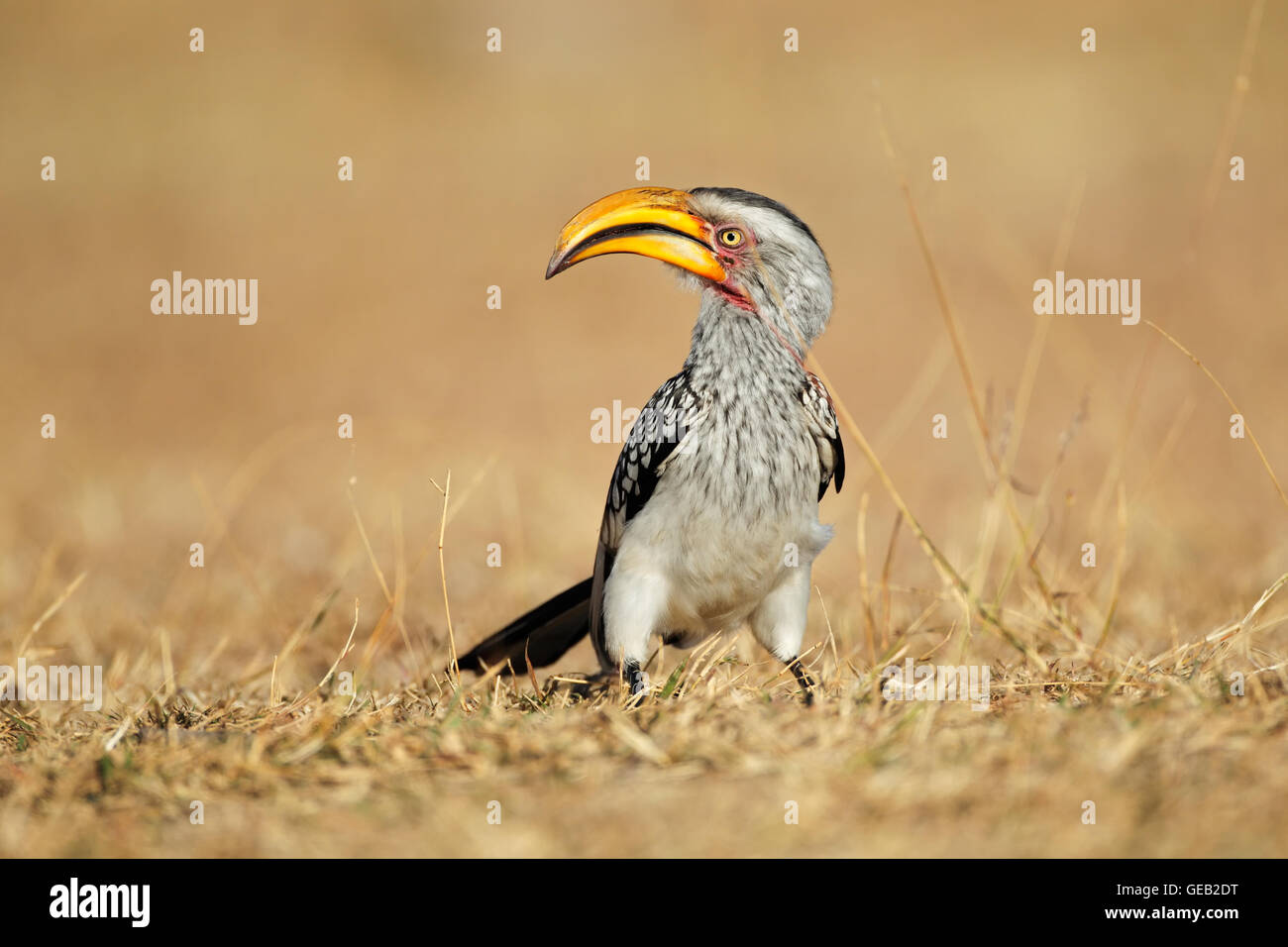 Calao à bec jaune (Tockus flavirostris) assis sur le sol, l'Afrique du Sud Banque D'Images