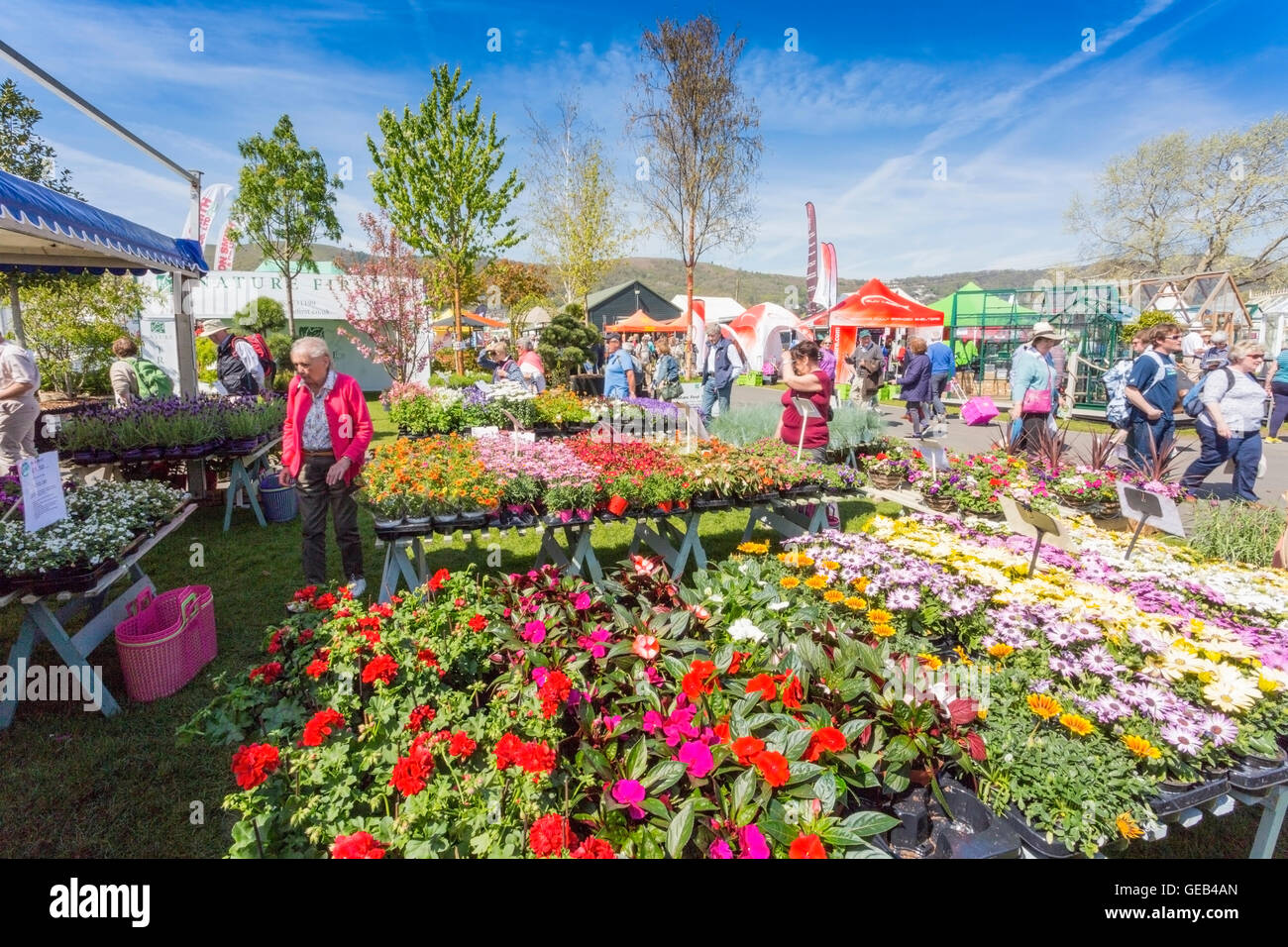 Un joli et les couleurs de l'image en face d'un stand au Salon du printemps 2016 RHS Malvern, Worcestershire, Angleterre, RU Banque D'Images