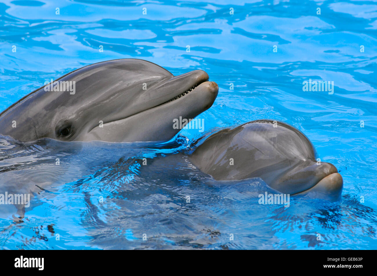 Deux portraits de grands dauphins (Tursiops truncatus) dans l'eau bleue Banque D'Images