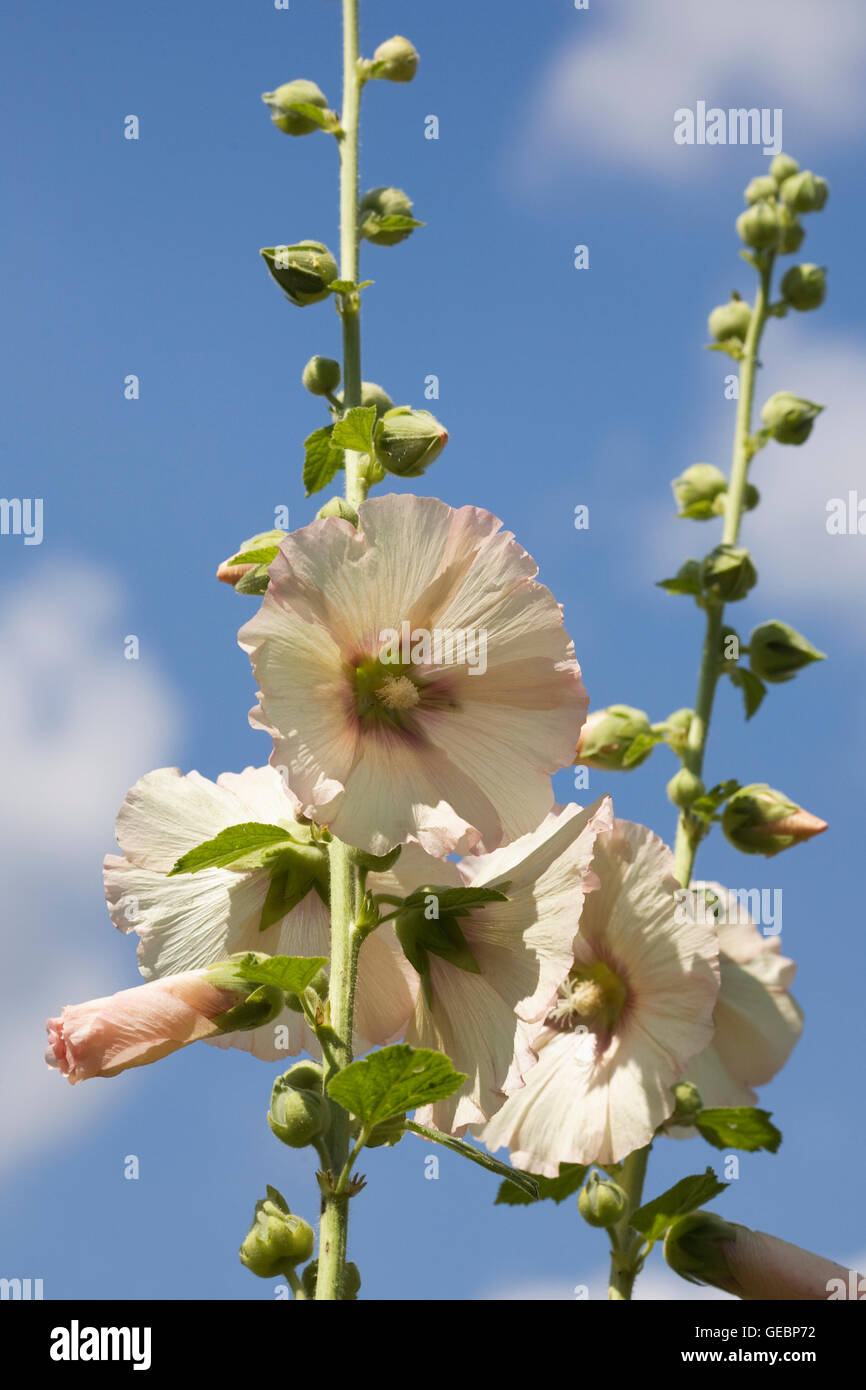 Alcea. Rose Trémière pêche pâle dans le jardin. Banque D'Images