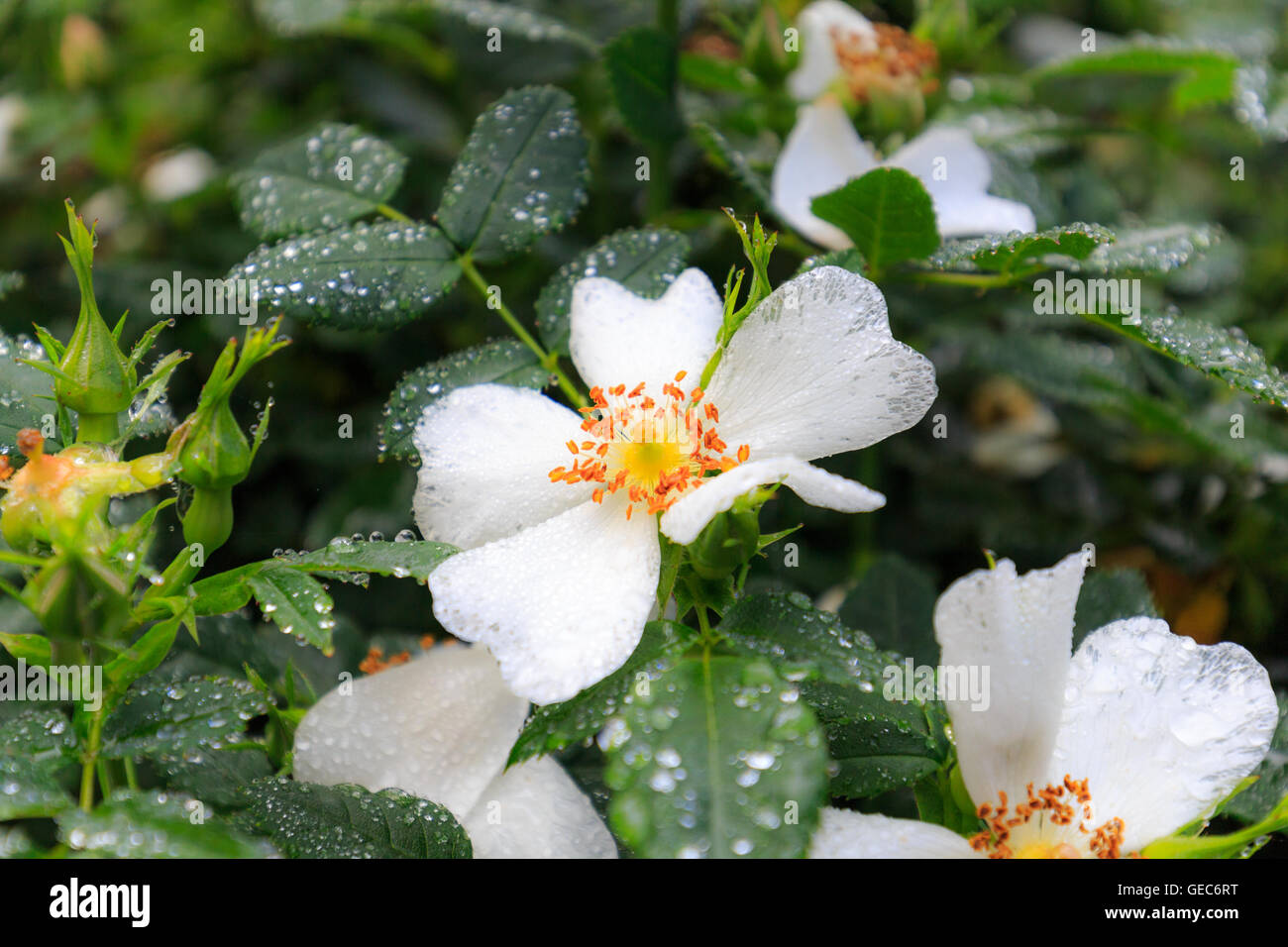 Après la pluie de fleurs en fleurs, close-up, selective focus Banque D'Images