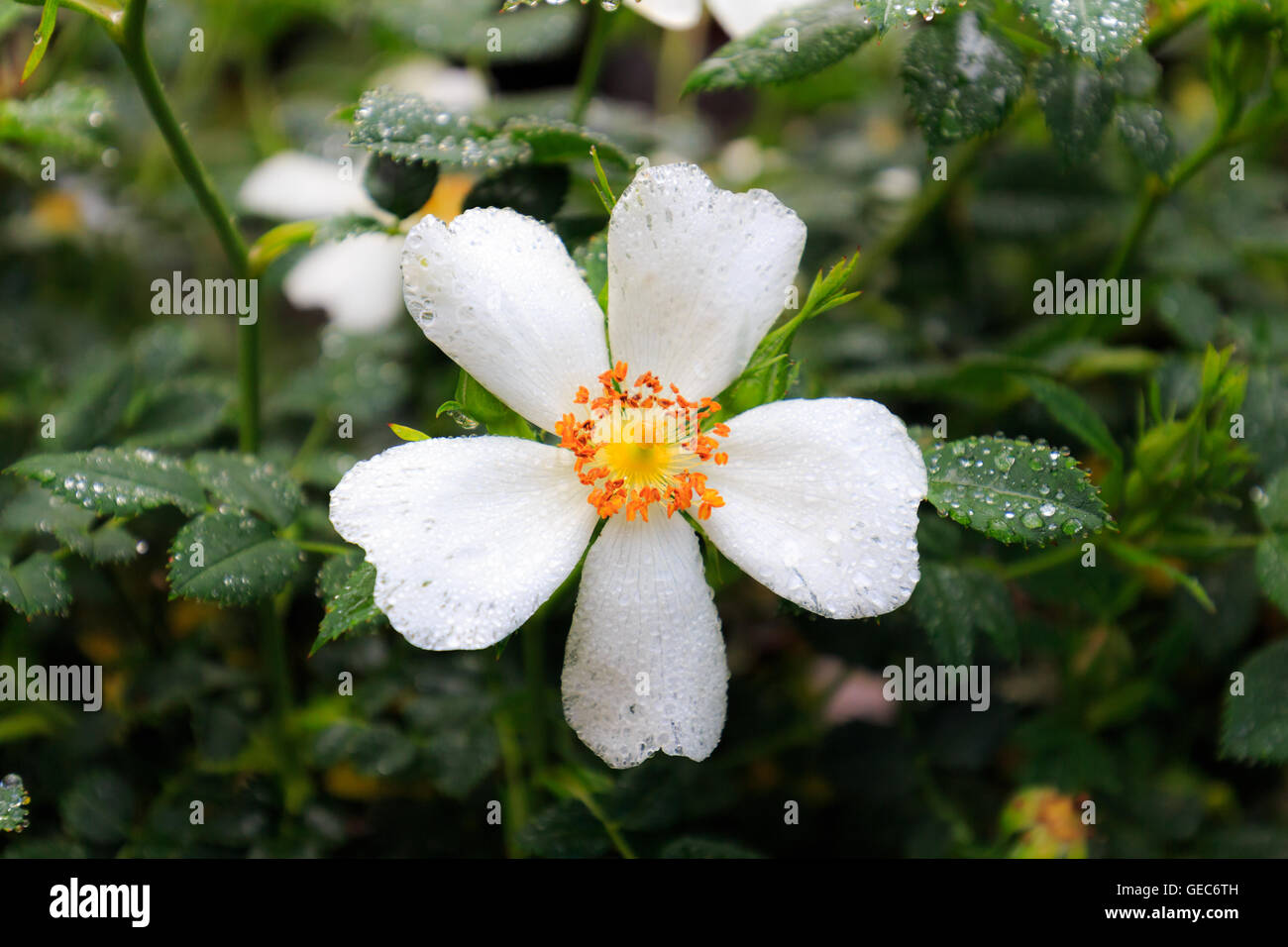 Après la pluie de fleurs en fleurs, close-up, selective focus Banque D'Images