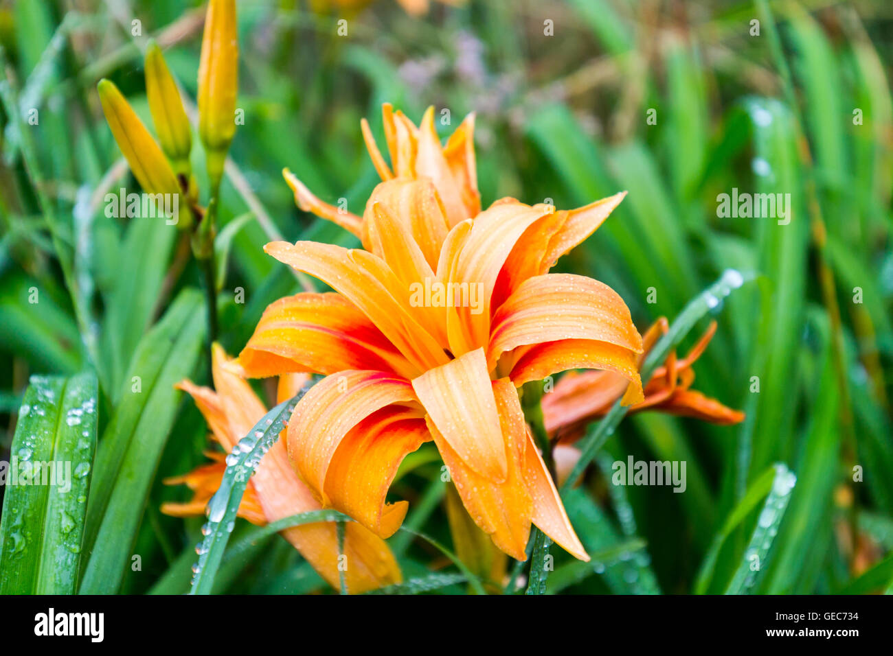 Après la pluie de fleurs en fleurs, close-up, selective focus Banque D'Images