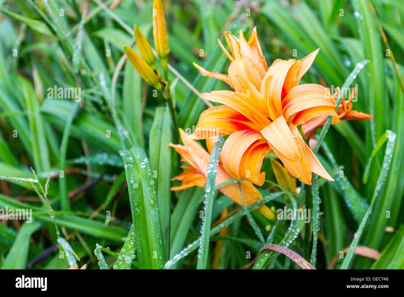Après la pluie de fleurs en fleurs, close-up, selective focus Banque D'Images
