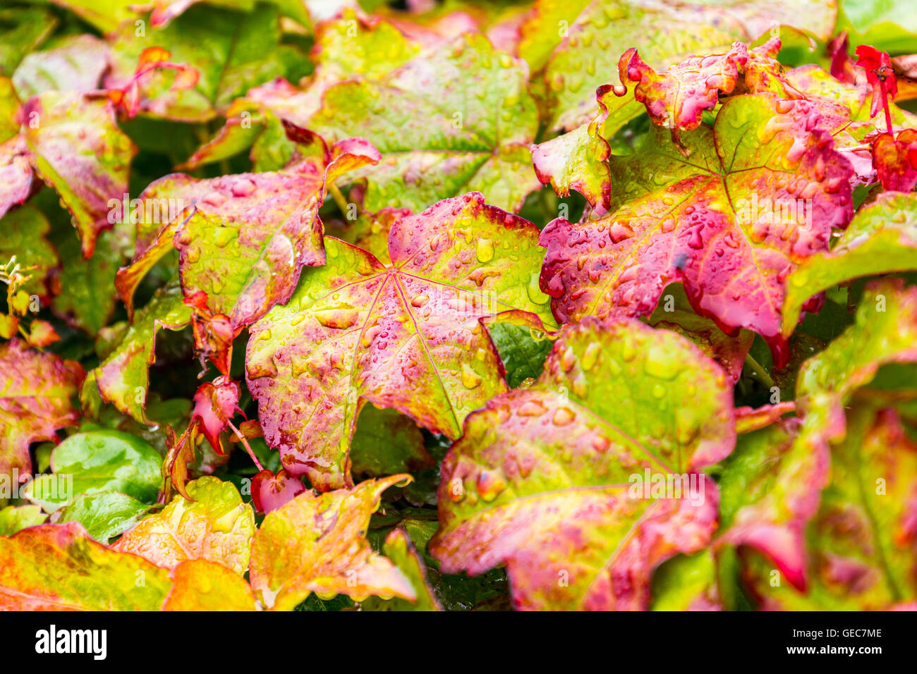 Après la pluie de fleurs en fleurs, close-up, selective focus Banque D'Images