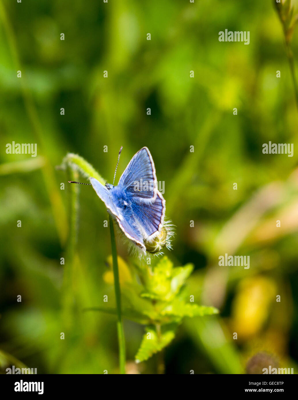 Papillon bleu commun reposant sur leaf Banque D'Images