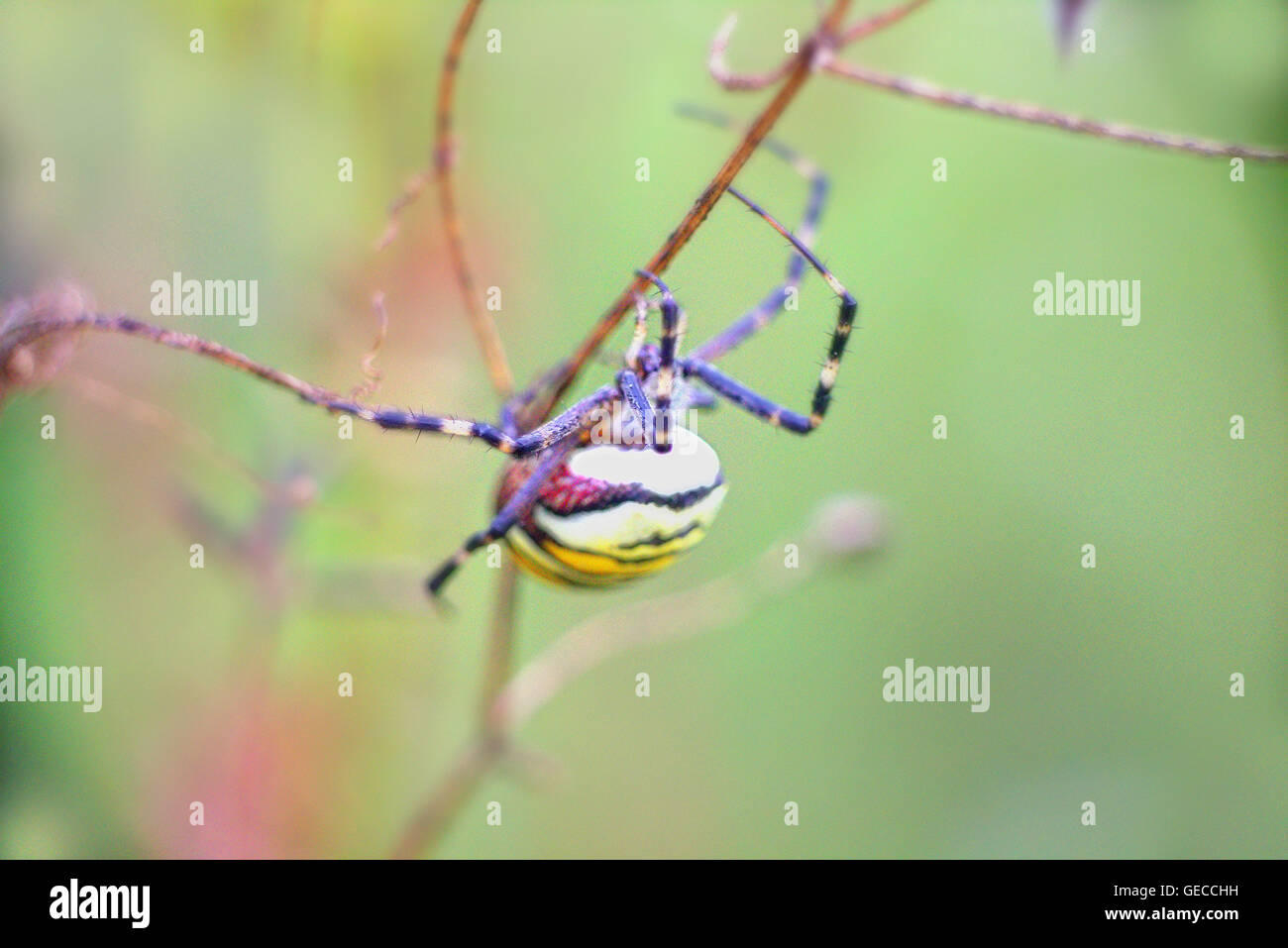 Aposematic coloration. Belle femme à rayures (spider Argiope bruennichi) femelle mâle mange après l'accouplement. Banque D'Images