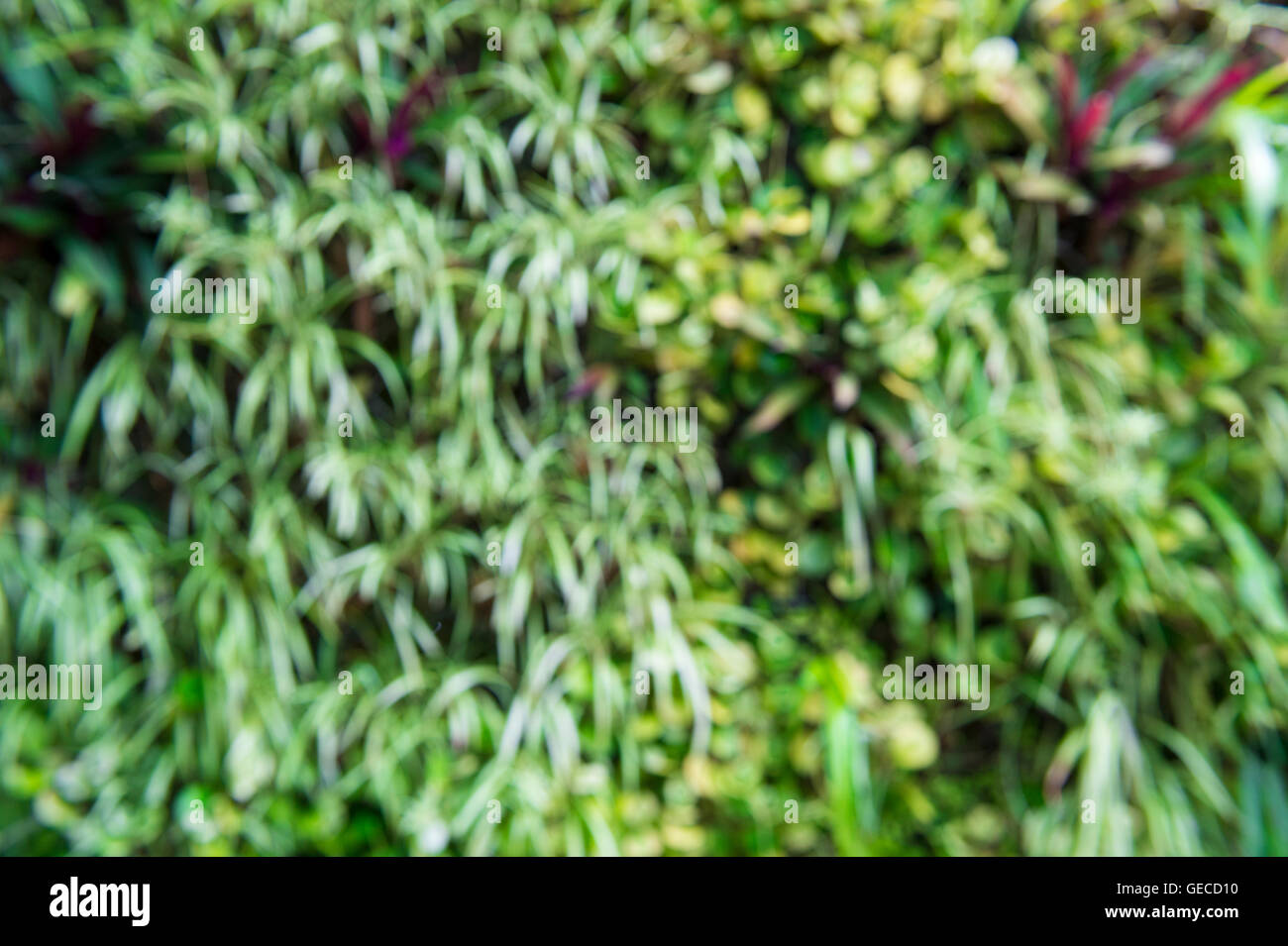 Arrière-plan flou artistique de tropical à feuilles de vigne jungle verte Banque D'Images