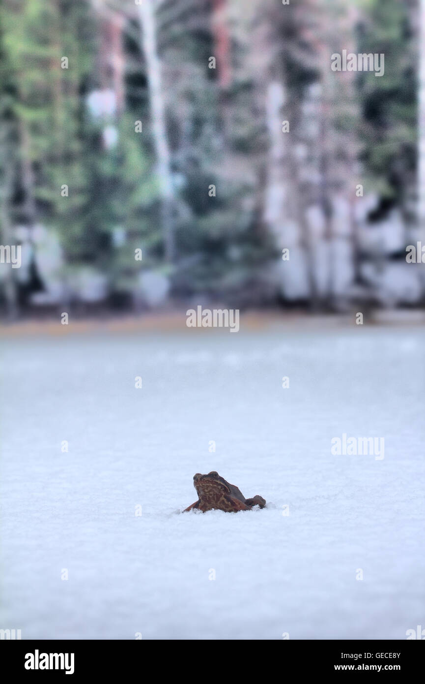 Frog dares 2. Grenouille brune se réveilla et migre vers les zones d'hivernage par lac couvert de neige glacée. La neige tombe Banque D'Images