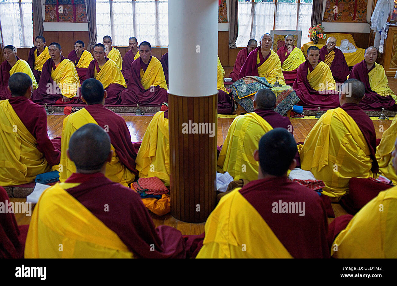 Puja,prier, les moines du monastère de Namgyal,dans Tsuglagkhang complex. McLeod Ganj, Dharamsala, Himachal Pradesh, Inde, Asie Banque D'Images
