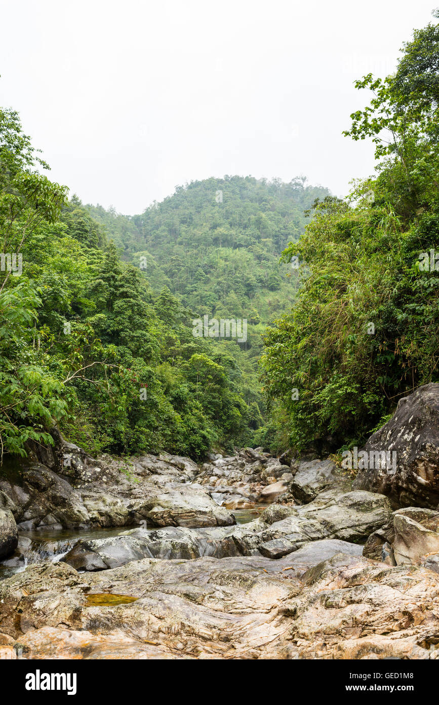 Petite rivière qui traverse une dense forêt vierge Banque D'Images