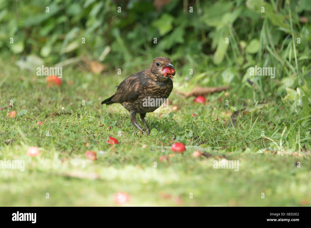 Oiseaux noirs mangeant des fruits tombés Banque D'Images