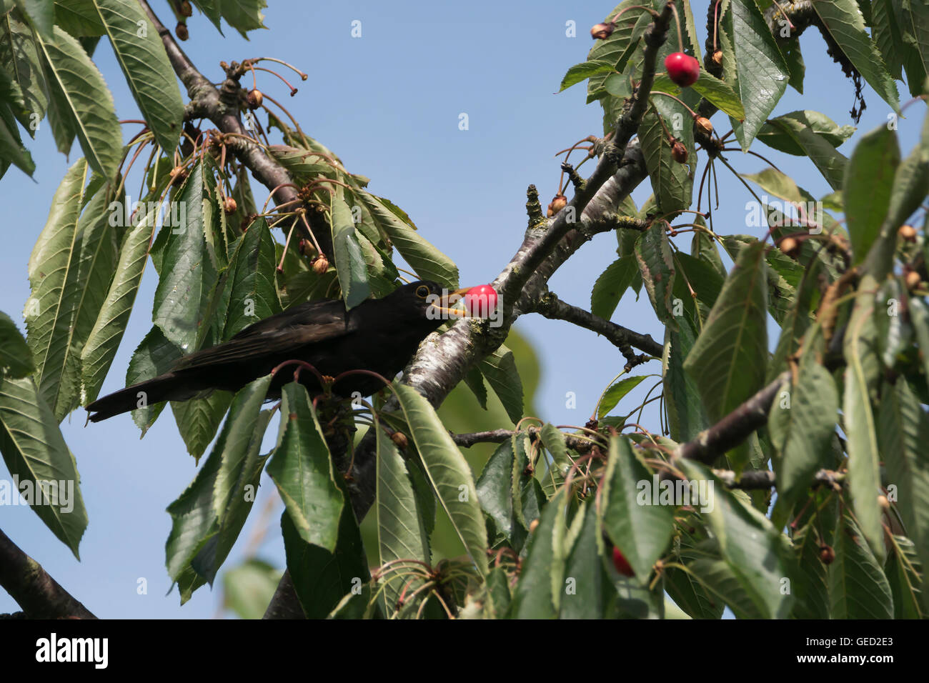 Oiseau Noir dans un cerisier. Banque D'Images