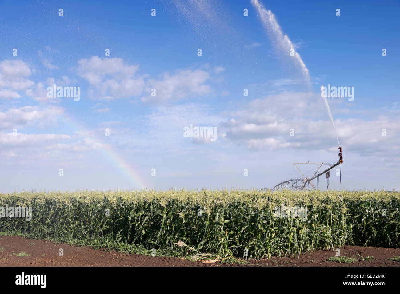 Système d'irrigation à pivot central d'arroser un champ de maïs dans le nord de l'Illinois Banque D'Images