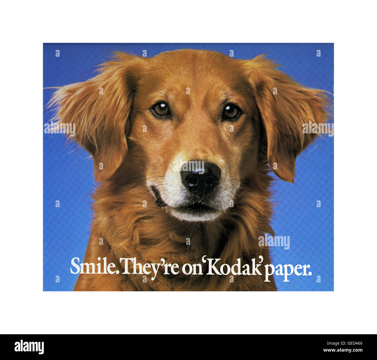 1970 Kodak 'Smile ils sont sur papier Kodak revendeur' affiche de campagne' la promotion de la photographie de studio professionnel d'animaux domestiques et familiales...Ian Shaw Photographe Kodak Banque D'Images