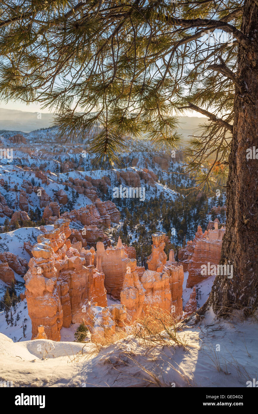 Conifère frames vertical image de hoodoos de Bryce Canyon - avec la lumière de la neige givrée - éclairé par les premiers rayons de soleil Banque D'Images