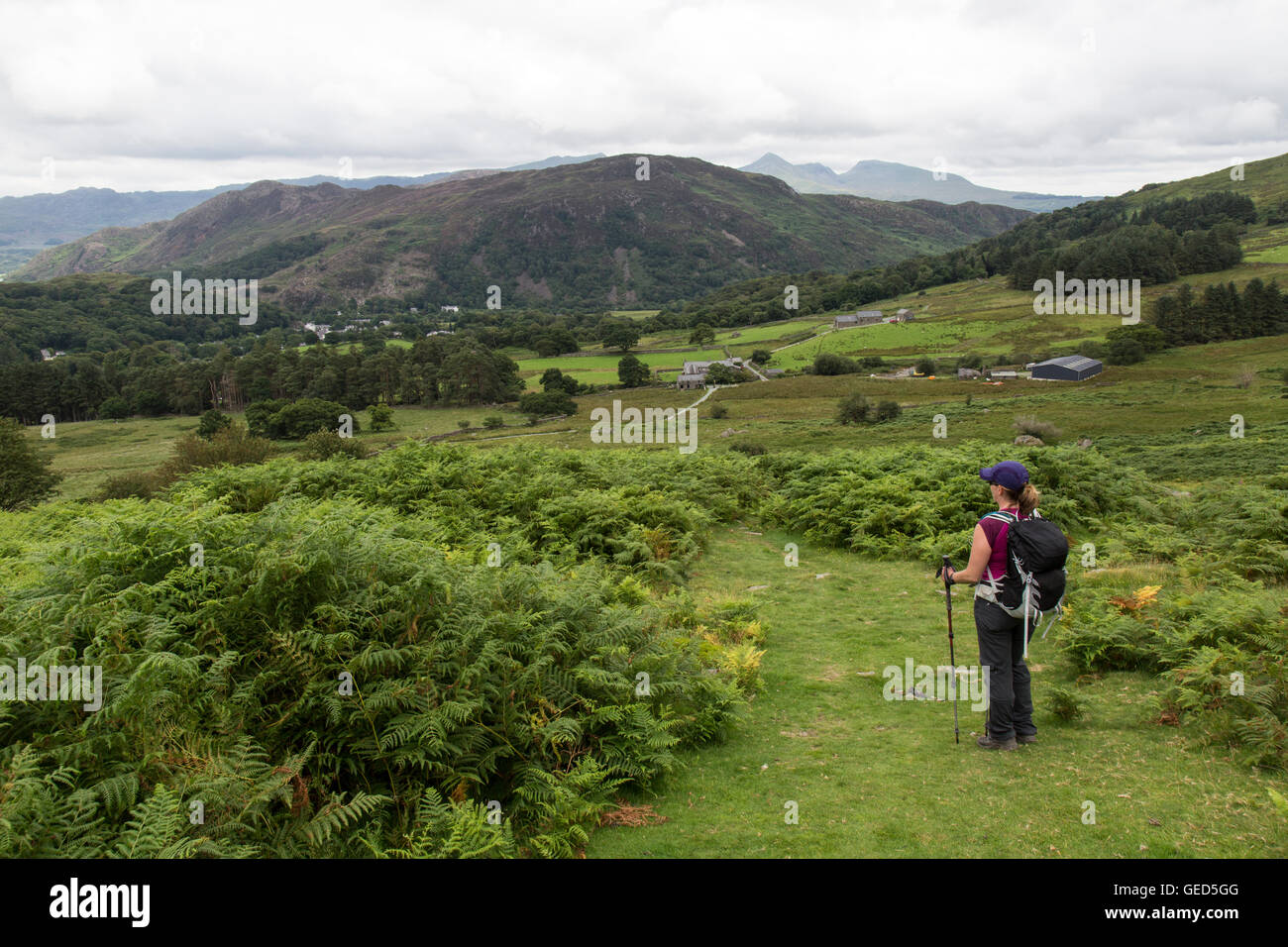 Le dirigeant d'une female hiker à Beddgelert en direction de la ville de à partir de la partie inférieure de Moel Hebog dans le parc national de Snowdonia. Banque D'Images