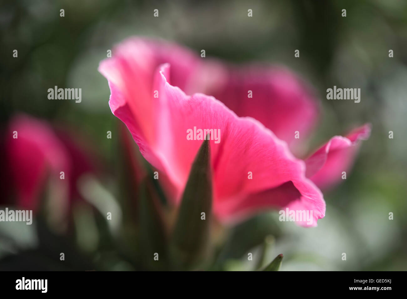 Godetia rouge fleur en close up. Chaque année une fleur dans un jardin d'été. Banque D'Images