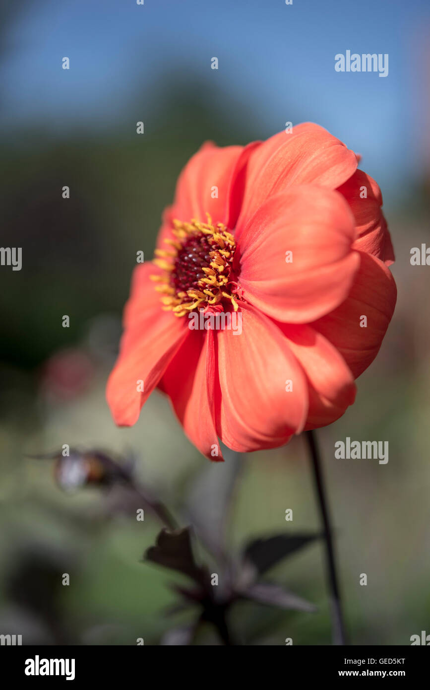Gros plan d'une seule orange Dahlia fleur dans un jardin d'été. Banque D'Images