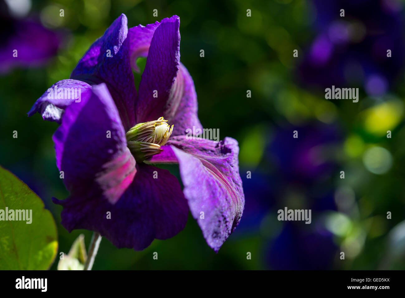 Clematis Jackmanii fleur avec pétales pourpre riche dans un jardin d'été. Banque D'Images