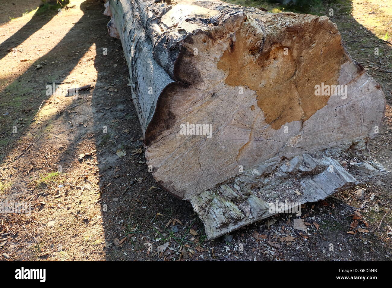 Couper des arbres vieux d'art de la nature Banque D'Images
