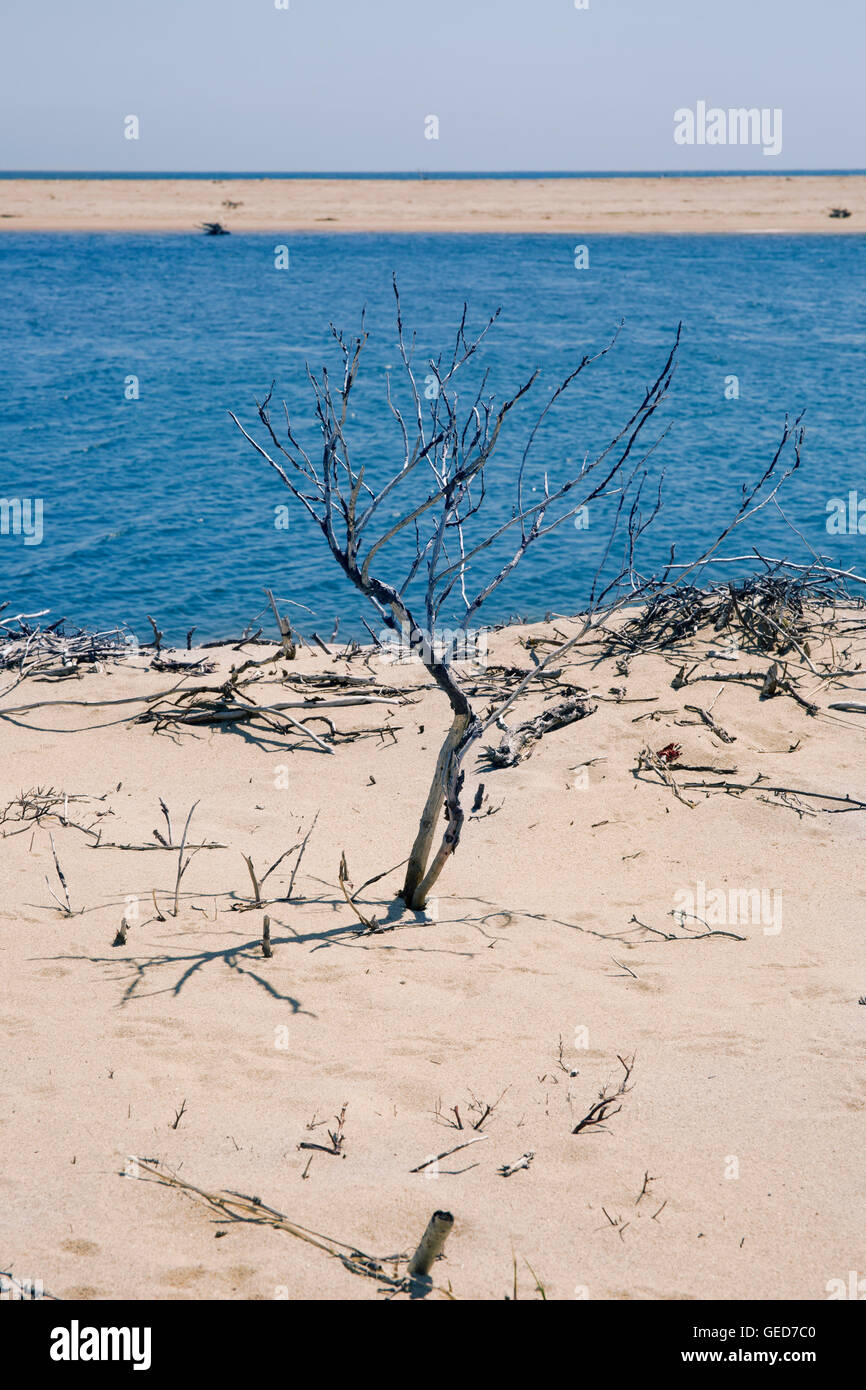 Plage de l'île de Chappaquiddick dans le Massachusetts. Banque D'Images