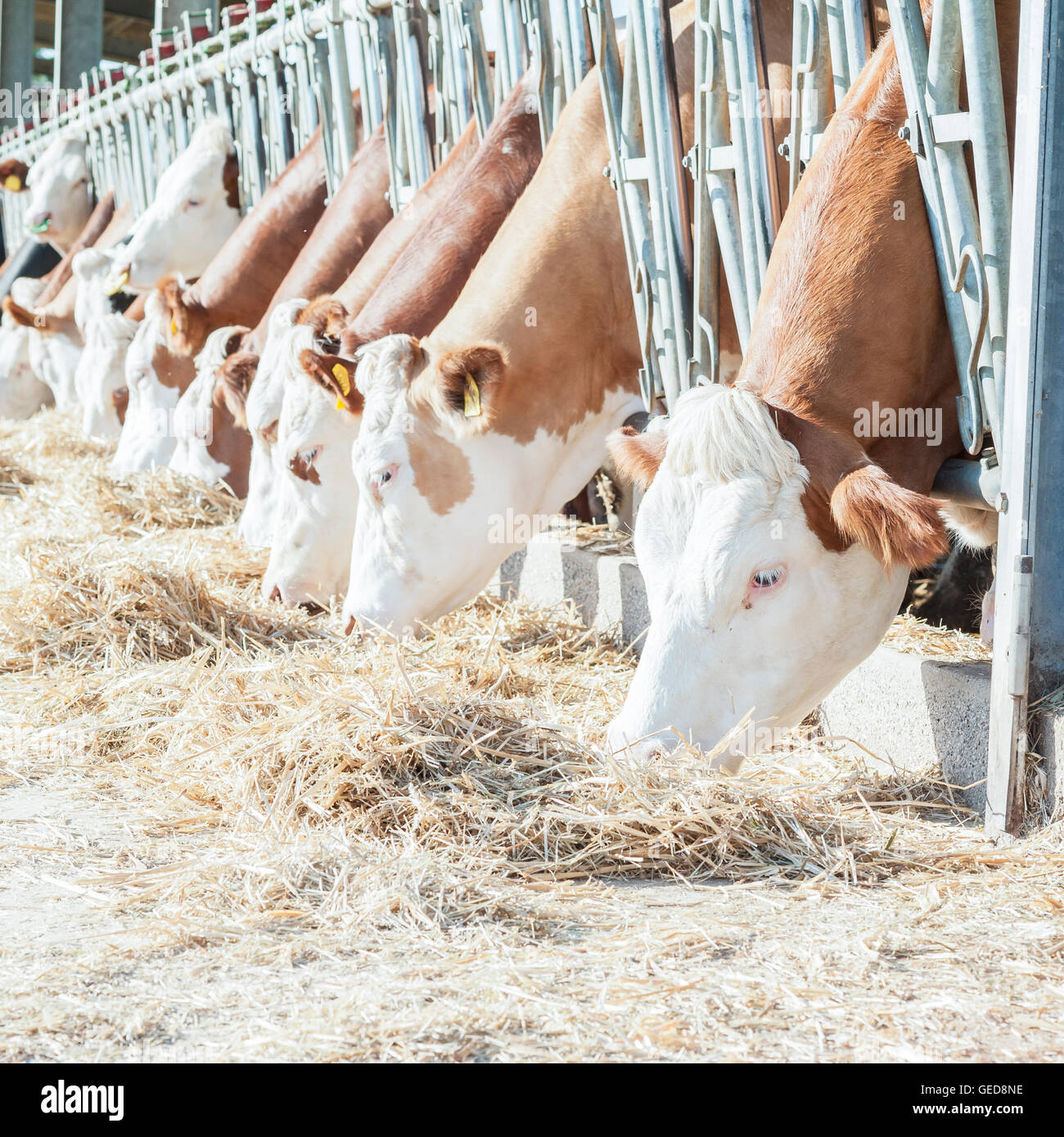 De nombreuses vaches mangeant du foin sur mangeoire. Banque D'Images