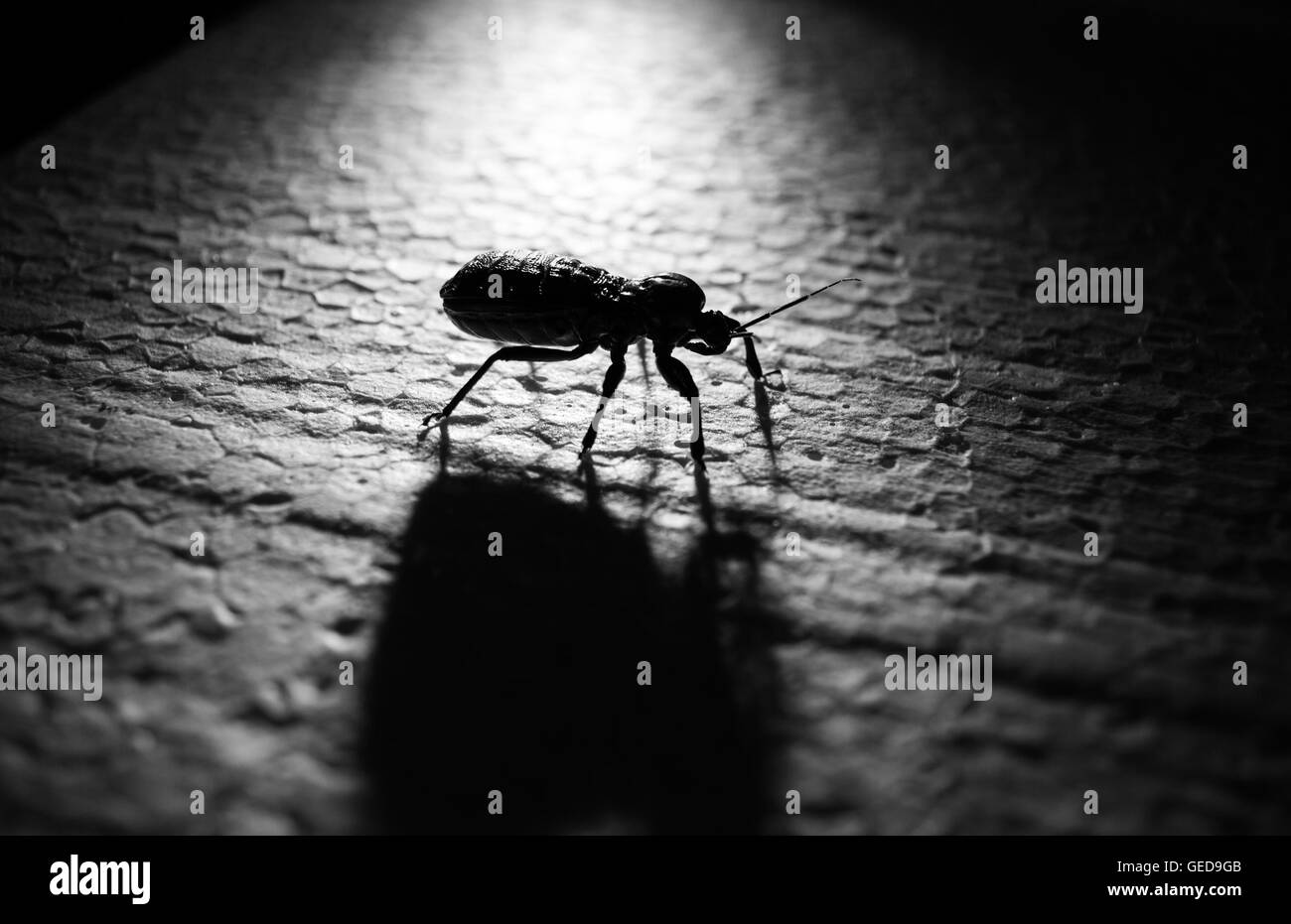 Bug unders effets de lumière de l'ombre en noir et blanc Banque D'Images
